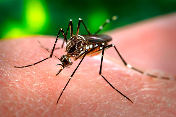 Exame detecta o vírus da Dengue em 24 horas após o início da febre